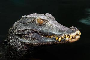tête d'un crocodile paleosuchus palpebrosus. caïman nain. photo
