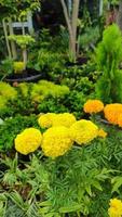 belles fleurs de cosmos qui fleurissent dans le jardin photo