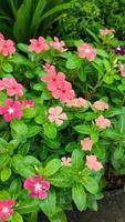 belles fleurs de cosmos qui fleurissent dans le jardin photo