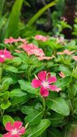 belles fleurs de cosmos qui fleurissent dans le jardin photo