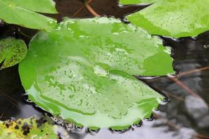 feuille de lotus dans l'étang photo