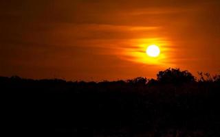 coucher de soleil doré sur la silhouette de la forêt. fond de nature minimale photo