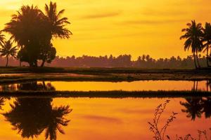 paysage naturel du lever du soleil dans les zones rurales tropicales avec des cocotiers photo