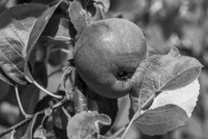 photographie sur le thème beau fruit branche pommier photo