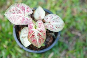 caladium bicolor en pot grande plante pour décorer le jardin photo