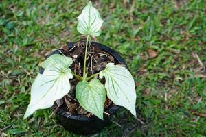 caladium bicolor en pot grande plante pour décorer le jardin photo