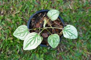 caladium bicolor en pot grande plante pour décorer le jardin photo