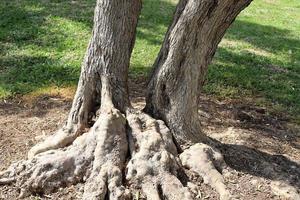 tronc épais d'un grand arbre dans une ville par photo