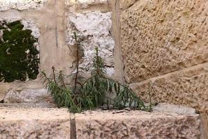 mur d'une ancienne forteresse dans le nord d'israël. photo