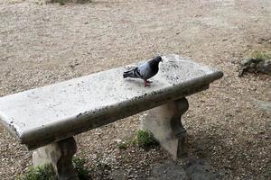 banc de repos dans le parc de la ville au bord de la mer. photo