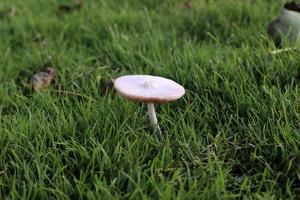 champignons dans une forêt du nord d'israël. photo