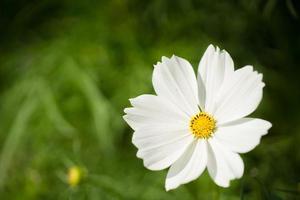 gros plan macro fleur blanche photo