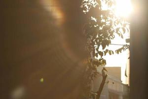 rayons du soleil à travers les plantes dans les jardins extérieurs à karachi pakistan 2022 photo