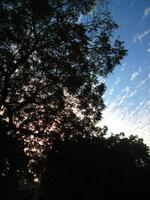 ciel bleu et silhouette d'arbres pendant la journée à karachi pakistan 2022 photo