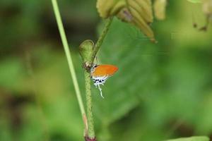 Papillon impérial bagué dans une forêt photo