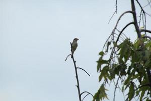 oiseau tropical sur la cime des arbres photo