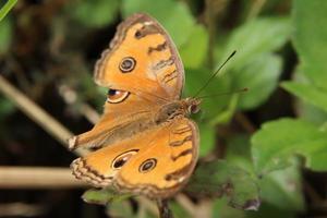 papillon de pensée de paon sur un brin d'herbe photo