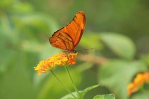 julia papillon sur une fleur se nourrissant de nectar photo