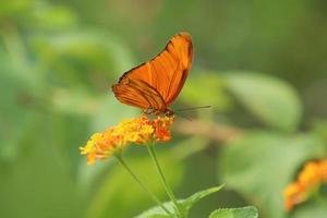 julia papillon sur une fleur se nourrissant de nectar photo