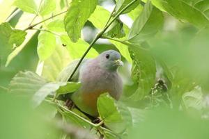 Pigeon vert à col rose parmi les feuilles des buissons photo