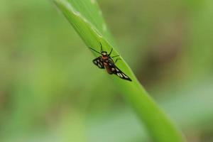 Hubner guêpe papillon sur une feuille photo