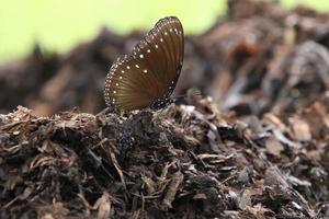 Papillon malayan eggfly dans un parc photo