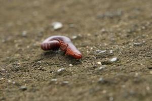 Mille-pattes rouillé mort sur le sol photo