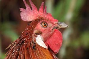 Poulet volaille de la jungle rouge à la recherche dans l'appareil photo