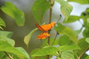 julia papillon sur une fleur se nourrissant de nectar photo