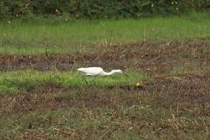 Aigrette intermédiaire blanche dans une rizière photo