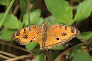 papillon de pensée de paon sur un brin d'herbe photo