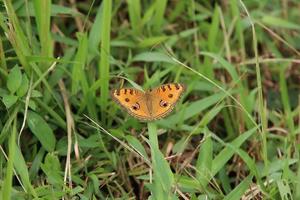 papillon de pensée de paon sur un brin d'herbe photo
