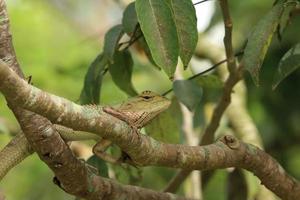 lézard changeant sur une branche d'arbre photo