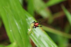 Cricket des prés à genoux noir sur une feuille photo