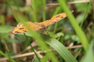 papillon de pensée de paon sur un brin d'herbe photo