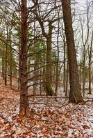 paysage de forêt d'hiver photo