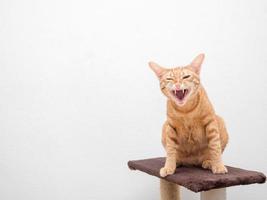 rugissement de chat orange face sit on cat condo copie espace côté gauche fond blanc photo