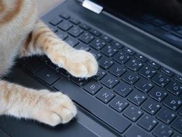 patte de chat sur le clavier d'un ordinateur portable photo