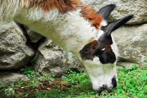 lama à machu picchu, pérou photo