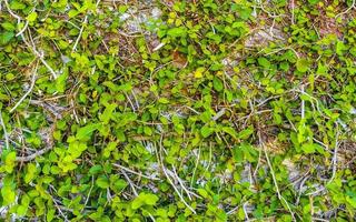 mur complètement rempli de plantes grimpantes tropicales au mexique. photo