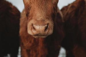 joli détail du nez humide de la vache brune avec des gouttes d'eau provenant de la fonte des neiges pendant le matin d'hiver glacial photo