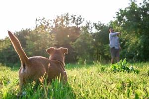 petit chien drôle joue avec son propriétaire dans le parc d'été. photo