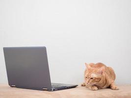 chat orange allongé sur un canapé regardant un ordinateur portable sur fond blanc photo