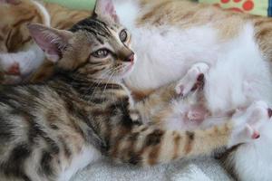 bébés chatons buvant du lait du sein de leur mère. chaton nouveau-né mange du lait photo