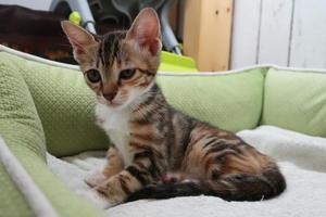 chaton avec une infection oculaire en regardant la caméra. vue de face du chat avec un œil vitreux, larmoyant et décoloré. œil de chat à moitié fermé par la douleur. conjonctivite, virus de l'herpès félin ou allergie. photo