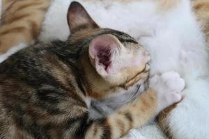 bébés chatons buvant du lait du sein de leur mère. chaton nouveau-né mange du lait photo