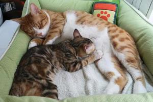 bébés chatons buvant du lait du sein de leur mère. chaton nouveau-né mange du lait photo