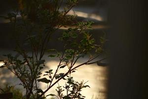 rayons du soleil à travers les plantes dans les jardins extérieurs à karachi pakistan 2022 photo