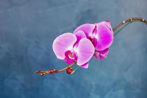 bouquet d'orchidées violettes magnifiquement disposées sur fond bleu indigo. photo