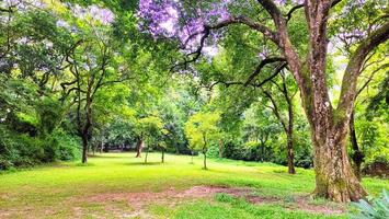 vue sur parc verdoyant ou terrain recouvert d'herbe photo